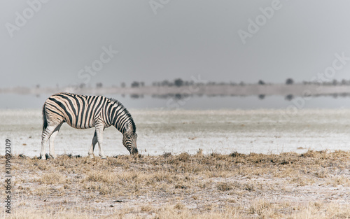 Zebra in Africa