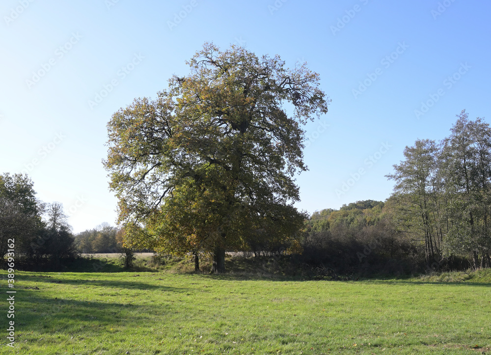 Naturschutzgebiet Aggeraue in der Wahner Heide Naturschutzgebiet Aggeraue in der Wahner Heide