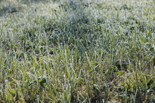 Wallpaper Mural Spring frosts. Torontodigital.ca