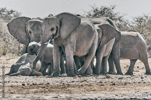 Big elephant in Namibia