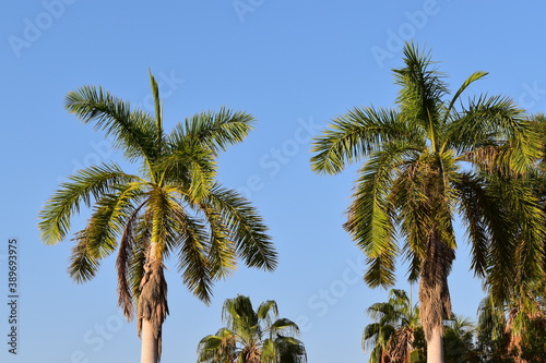 Palm trees against blue sky  Jeddah  KSA  Saudi Arabia