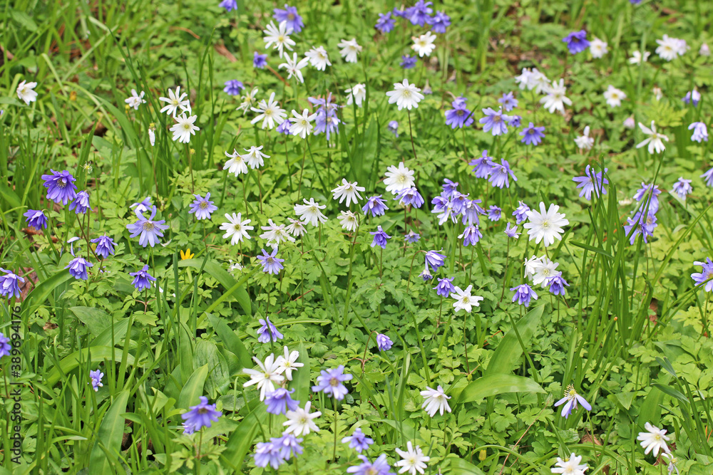 Blue and white anemones in spring Blue and white anemones in spring