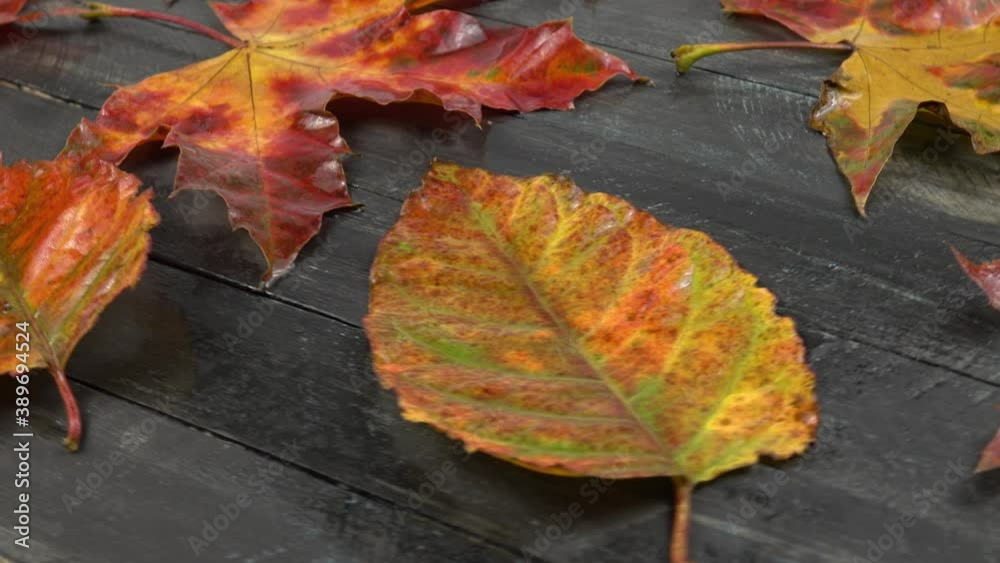 Multicolored wet autumn leaves lie on a wooden board Multicolored wet autumn leaves lie on a wooden board