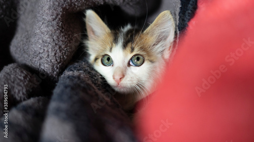 little cat looking at his new owner in christmas present