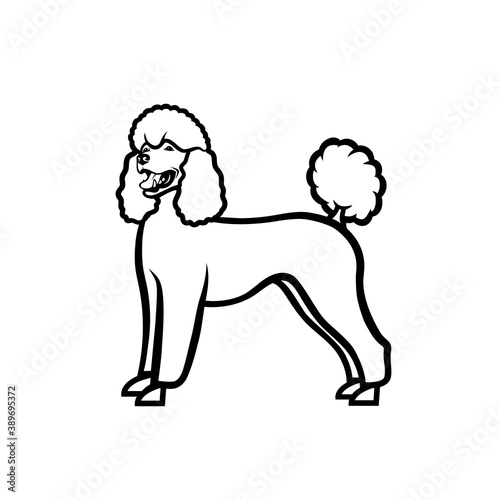 Poodle dog - isolated vector illustration
