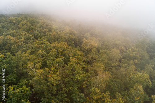 Morning Foggy Forest