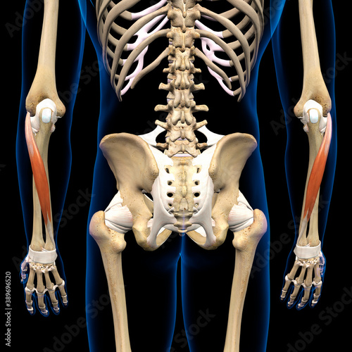 Lower Arm Extensor Carpi Ulnaris Muscles Isolated on Male Human Skeleton, 3D Rendering on Black Background