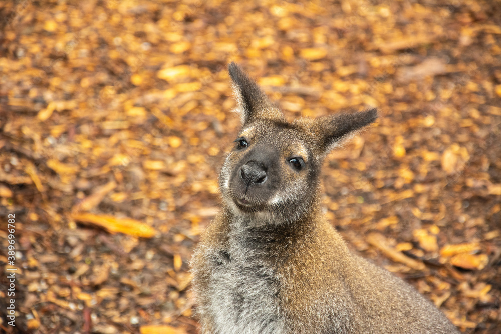 Close-up picture of a funny wallaby profile in a Australia