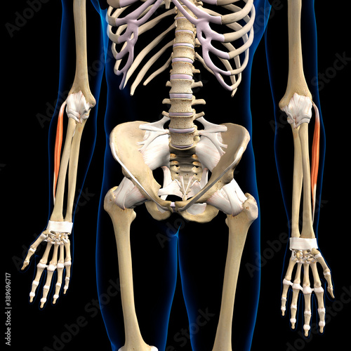 Lower Arm Extensor Carpi Radialis Brevis Muscles Isolated on Male Human Skeleton, 3D Rendering on Black Background