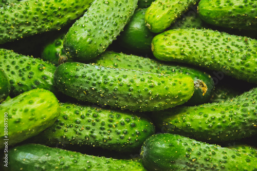 Cucumbers from farmers market. Organic village vegetables. Fresh cucumbers. Pickle cucumbers. Organic vegetables. Salad ingredients.