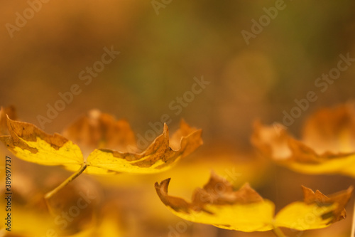 Bright and colorful autumn leaves patterns and backgrounds.