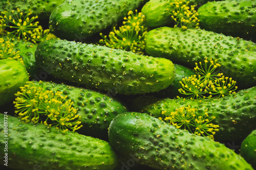 Cucumbers with dill from farmers market. Organic village vegetables. Fresh cucumbers ready for canning. Pickle cucumbers.