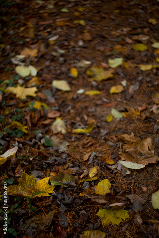 fallen leaves in the forest fallen leaves in the forest