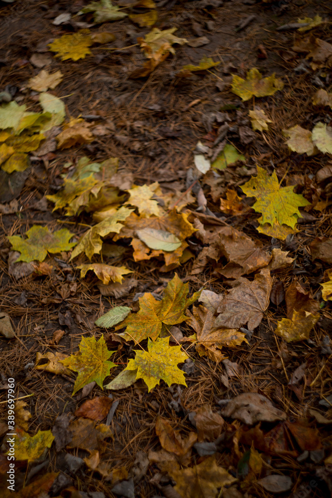 fallen leaves in the forest