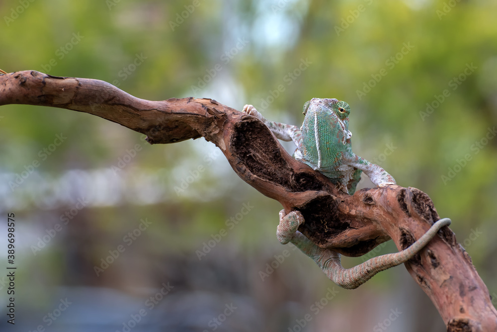 Veiled chameleon on tree branch (Chamaeleo calyptratus)
