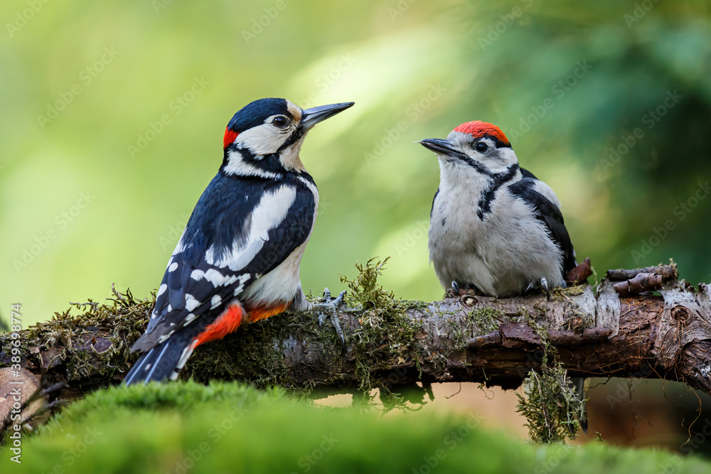 Fototapeta premium Father and child Great Spotted Woodpecker ( Dendrocopos major) sitting on a branch in the forest of Noord Brabant in the Netherlands. 