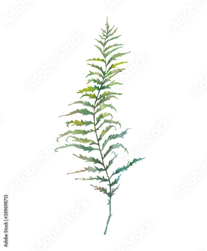 Watercolor fern leaf. Hand painted greenery branch isolated on white background. Plant silhouette