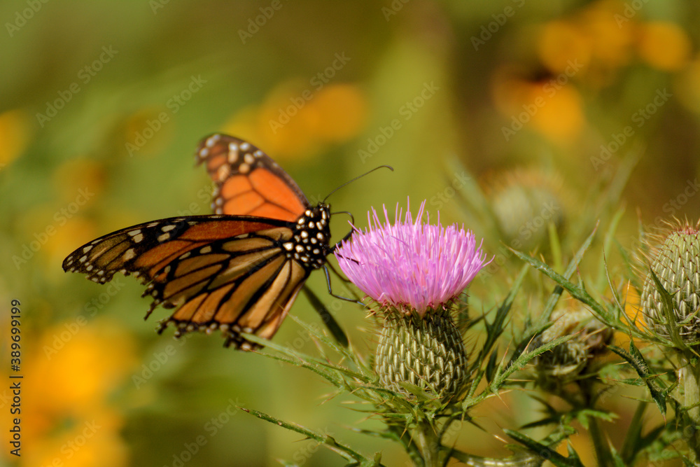 Summer flowers and butterflies Summer flowers and butterflies