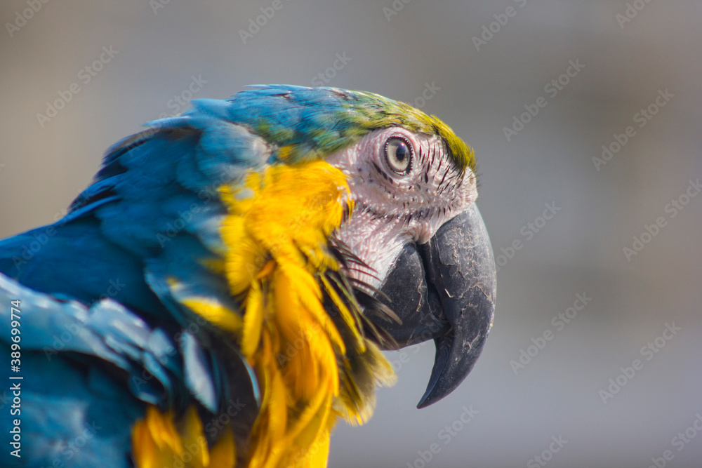 Fototapeta premium blue and yellow macaw