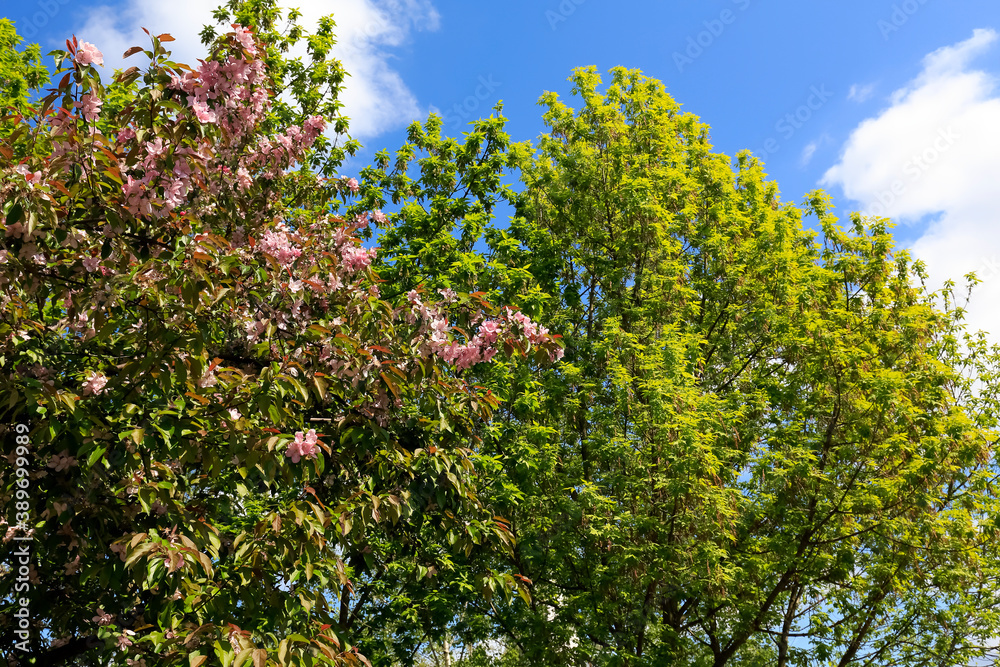 Green leaves trees and flowering twigs