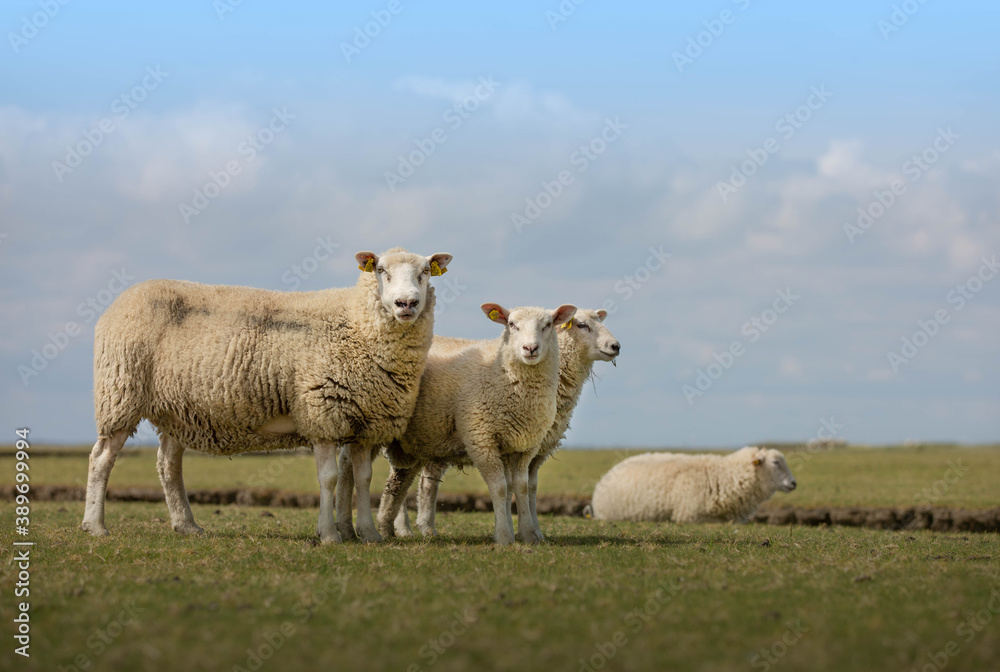 sheep in the field