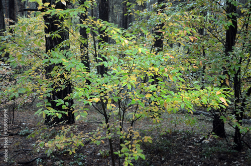 Fototapeta Naklejka Na Ścianę i Meble -  Forest near Kiev at autumn