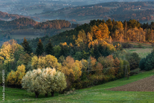 Colorful Foliage on Trees and Rolling Hills in Fog at Autumnal Sunrise