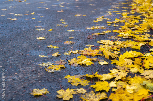 Fallen yellow maple leaves on the road. Autumn background concept.