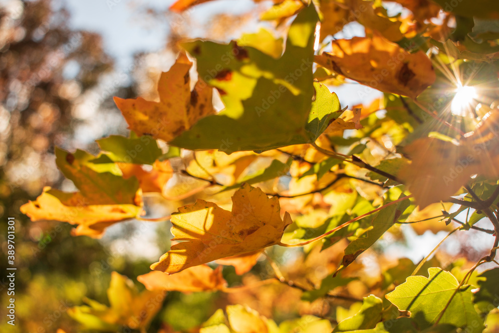 Bright and colorful autumn leaves patterns and backgrounds.