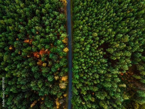 Road in Forest. Colorful Foliage and Trees at Fall Season. Winding Road. Aerial Drone View.