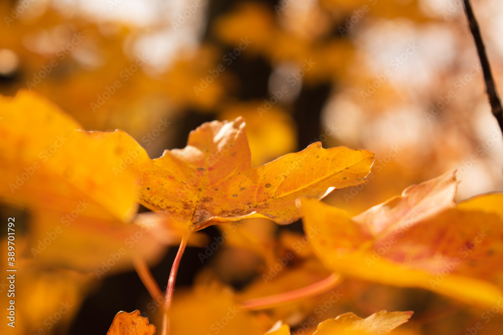 Bright and colorful autumn leaves patterns and backgrounds. Bright and colorful autumn leaves patterns and backgrounds.