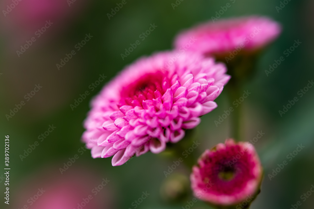 Pink lush chrysanthemums on a blurry background close-up. Beautiful Magenta chrysanthemums bloom in the autumn garden. Natural Wallpaper in selective focus. Bright floral design. Macro petals. Pink lush chrysanthemums on a blurry background close-up. Beautiful Magenta chrysanthemums bloom in the autumn garden. Natural Wallpaper in selective focus. Bright floral design. Macro petals.