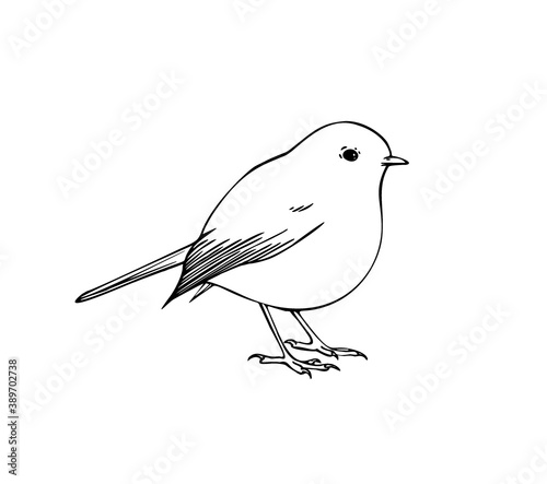 Hand drawn vector ink illustration of robin bird. Coloring page