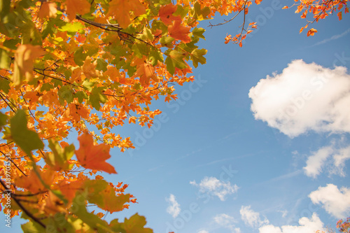 Obraz na plátně Bright and colorful autumn leaves patterns and backgrounds.