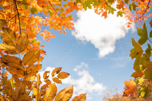 Bright and colorful autumn leaves patterns and backgrounds.