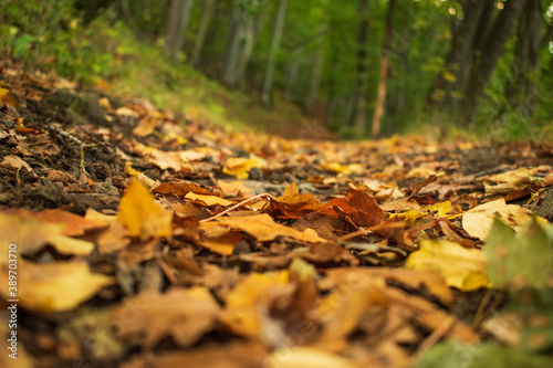 Bright and colorful autumn leaves patterns and backgrounds.