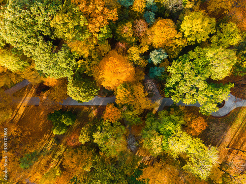 Colorful Autumn Foliage and Footpath Patterns in City Park. Strzelecki Park in Tarnow  Poland. Top Down Drone View