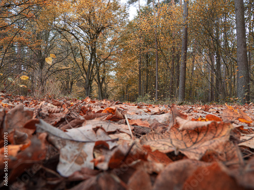 rmany ed-brown colored leaves cover a walking path photo