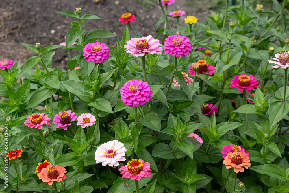 Marigolds in Vermont Community garden Marigolds in Vermont Community garden