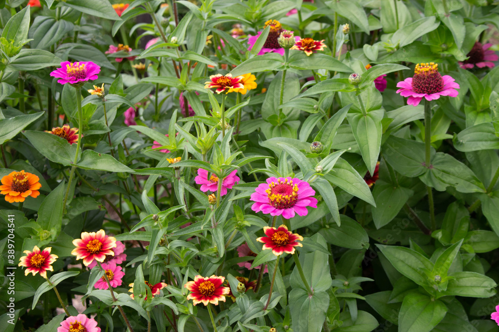 Marigolds in Vermont Community Garden