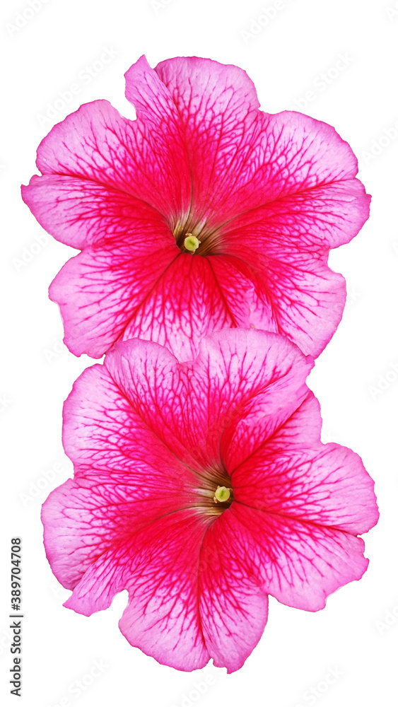 Pink Mallow flowers on a white background.