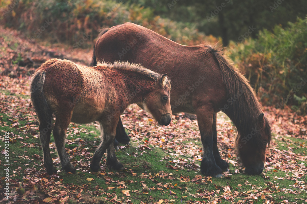 Horses grazing at the Aiako Harriak natural park, Basque Country. Horses grazing at the Aiako Harriak natural park, Basque Country.
