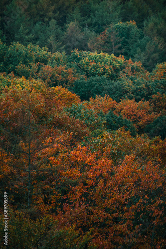View over basque forest with autumn colors at Aiako Harriak natural park. © Jorge Argazkiak