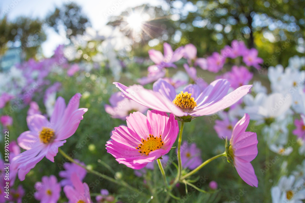 Obraz premium コスモスの花