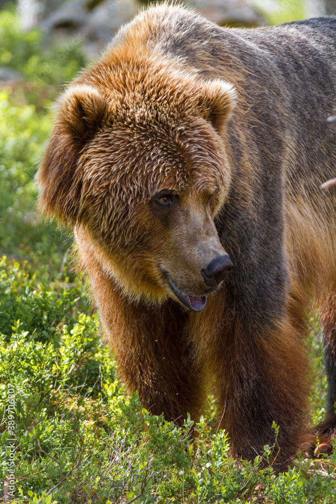 Kodiakbär - Ursus arctos middendorffi Kodiakbär - Ursus arctos middendorffi