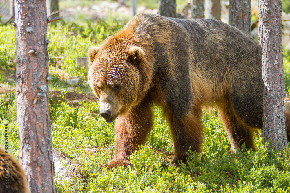 Kodiakbär - Ursus arctos middendorffi Kodiakbär - Ursus arctos middendorffi