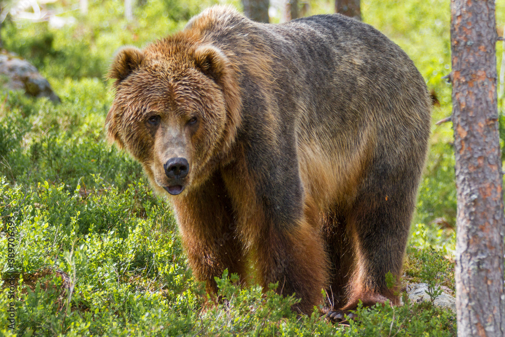 Kodiakbär - Ursus arctos middendorffi