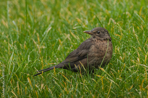 Blackbird in the grass on a rainy day