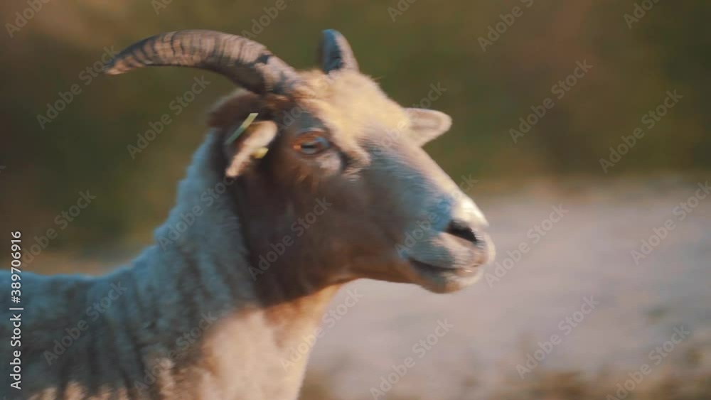 Goat moving on rocky terrain in sun, close up tracking shot Goat moving on rocky terrain in sun, close up tracking shot
