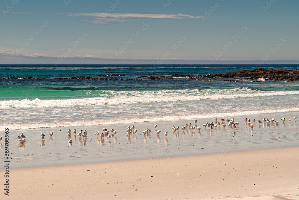 Volunteer Beach, Falkland Islands, UK - December 15, 2008: Flock of white seagulls stand in the surf behind beige sand and in front of azure ocean with black rocks under light blue cloudscape.